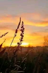 沃尔夫斯堡三连胜：3-1战胜云达不莱梅